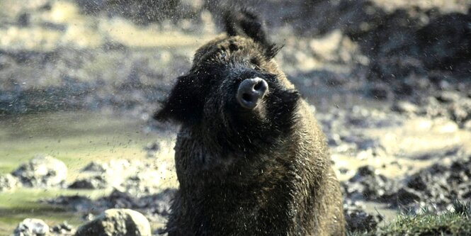 Wildschweinbache schüttelt sich bei einem Schlammbad