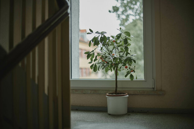Ein Orangenbäumchen steht auf dem Boden an einem Fenster