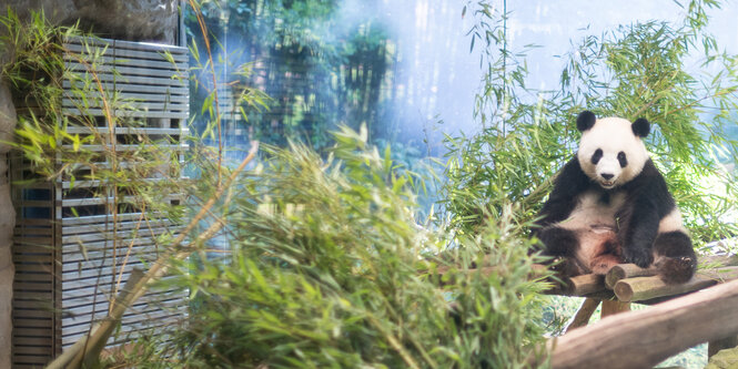 Pandadame Meng Meng sitzt in ihrem Gehege im Berliner Zoo zwischen Bambus.