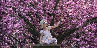 Eine Frau macht ein Foto vor den Zierkirschblüten.