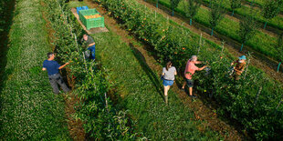 Menschen pflücken Äpfel in einer Plantage