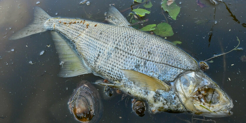 Ein toter Fisch und eine tote Muschel treiben an der Wasseroberfläche im Winterhafen.