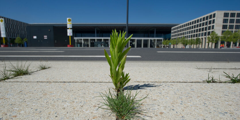 Gras wächst aus dem Boden.