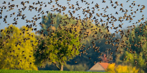 Alle Vögel fliegen hoch auf einem Feld in Brandenburg