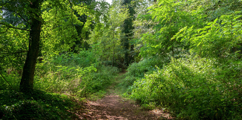 einladender Waldweg am Sommertag