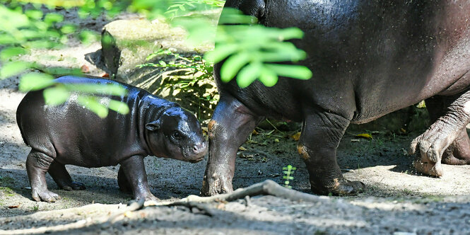 Ein Baby Zwergflusspferd und seine Mutter, von der nur das Hinterteil zu sehen ist