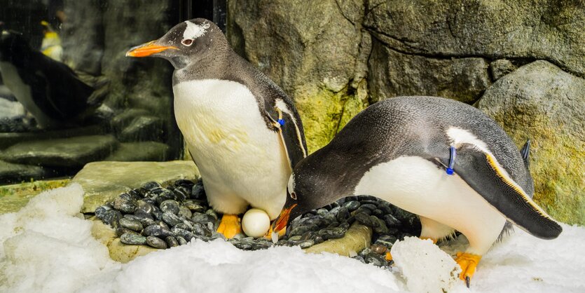 Die schwulen Eselspinguine Sphen und Magic aus Sidney