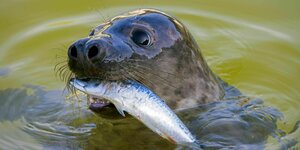 Kegelrobbe mit Fisch im Maul streckt Kopf aus dem Wasser