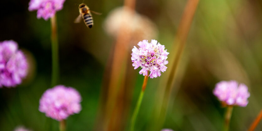 Eine Biene fliegt in einem Beet mit seltenen Pflanzen zwischen Grasnelken.