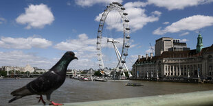 Eine Taube, die Themse und das Riesenrad London Eye