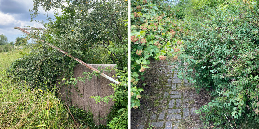 Pflanzen wachsen über Fußgängerwege in der Plattenbausiedlung in Suhl