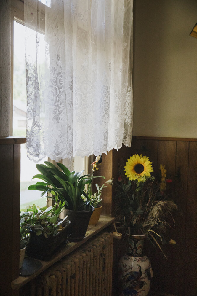 Vor einem Fenster mit Gardine stehen Pflanzen, in der Zimmerecke steht eine Sonnenblume in einer Vase