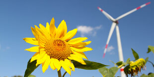 Eine Sonnenblume vor einem Windrad