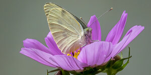 Ein Schmetterling sitzt in einer Blüte