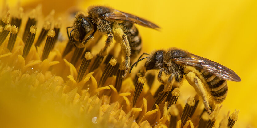 Zwei Wildbienen auf einer Sonnenblume