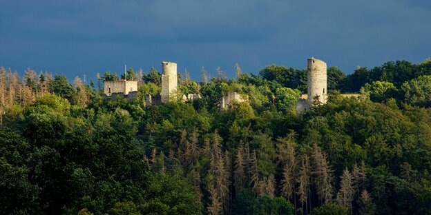 Ruinen eines Schlosses ragen aus einem Wald hervor, der Himmel ist blau