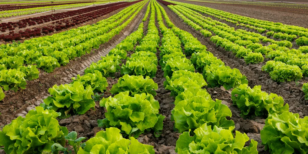 Blick auf ein Salatfeld am frühen Morgen