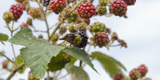 Brombeeren hängen an einem Strauch