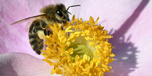 Eine Biene sitzt auf einer gelben Blüte und sammelt Pollen ein