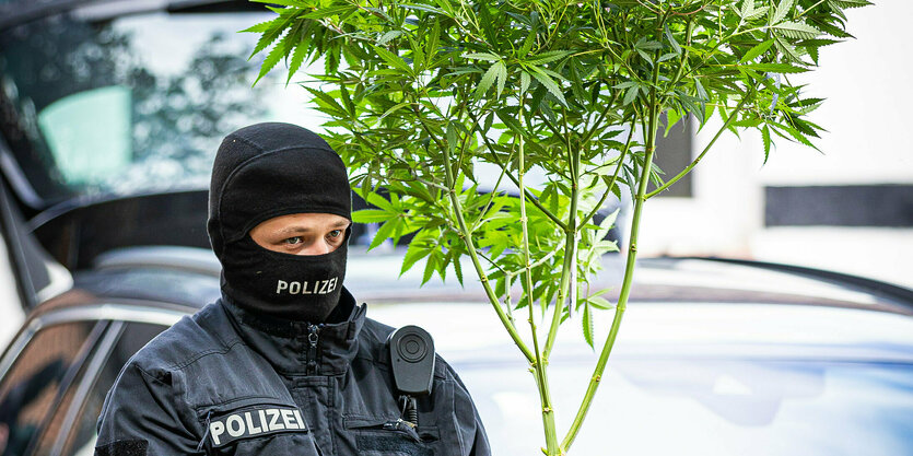 Ein vermummter Polizist trägt beschlagnahmte eine Hanfpflanze mit einem Topf