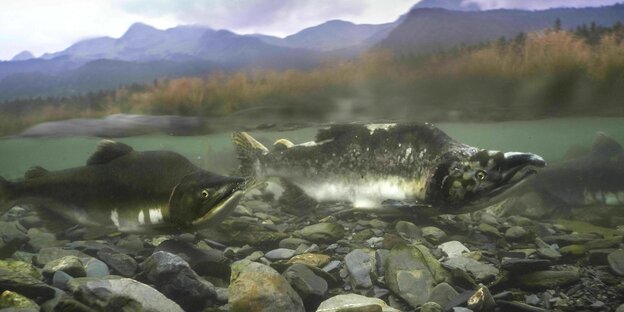 Zwei Buckellachse schwimmen in einem Fluss, der einen steinigen Grund hat