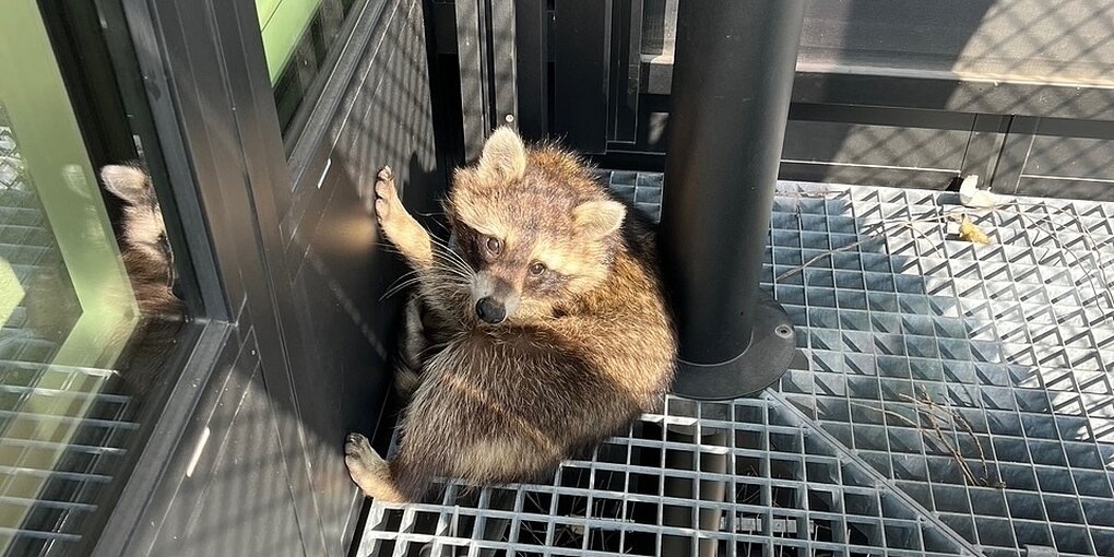 Ein junger Waschbär kauert in der Ecke auf einem Balkon