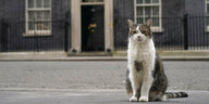 Die Hauskatze des britischen Premierministers, Larry, sitzt vor der Downing Street.