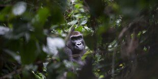 Ein Western Lowland Gorilla (Westlicher Flachlandgorilla) im Dzanga-Nationalpark im Dreilaendereck Kongo, Kamerun und Zentralafrikanische Republik in Bayanga, 14. 03. 2015.