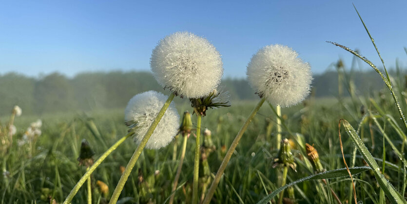 Drei Pusteblumen auf einer Wiese