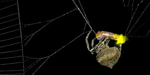 Die Spinne (Araneus ventricosus) verschnürt ein männliches Glühwürmchen das noch leuchtet