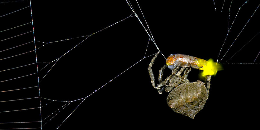 Die Spinne (Araneus ventricosus) verschnürt ein männliches Glühwürmchen das noch leuchtet