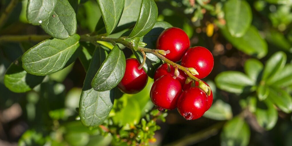 Preiselbeeren an einem Strauch