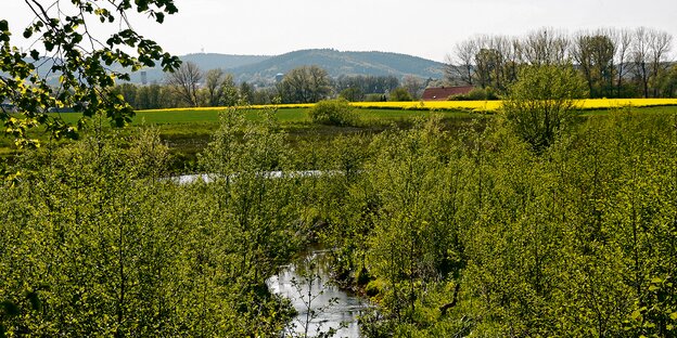 Ein Fluss mit viel Bewuchs an den Ufern.