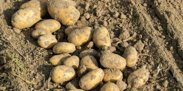 Ein Haufen Kartoffeln liegt auf Erde