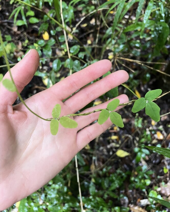 Die Rebe Boquila trifoliolata.