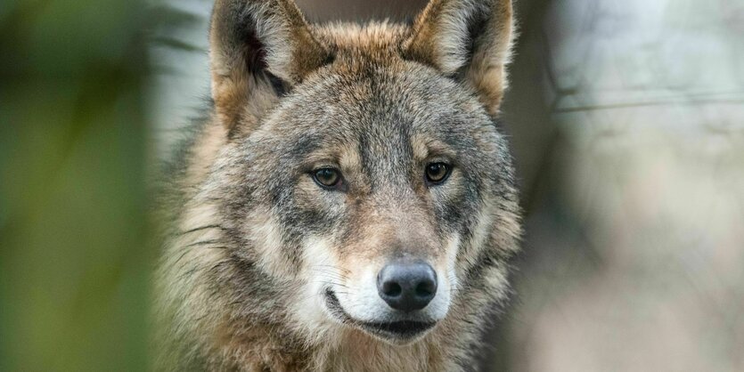 Ein Wolf (Canis Lupus Lupus) läuft durch ein Gehege.