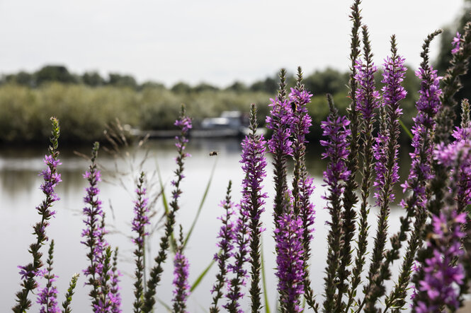 Pflanzen vor einem Fluss.