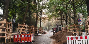 Das Foto zeigt die Straße im Berliner Ortsteil Frohnau mit den vor der Fällung geretteten Ahornbäumen