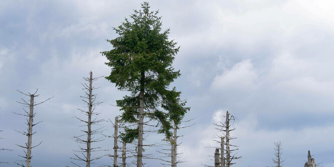 Tote Bäume und ein bewölkter Himmel