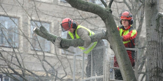 Arbeiter sägen einen großen Ast von einem Baum ab