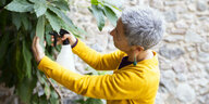 Eine Frau kümmert sich um eine Avocado-Pflanze