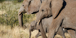 Drei afrikanische Elefanten im Etosha Nationalpark, Namibia