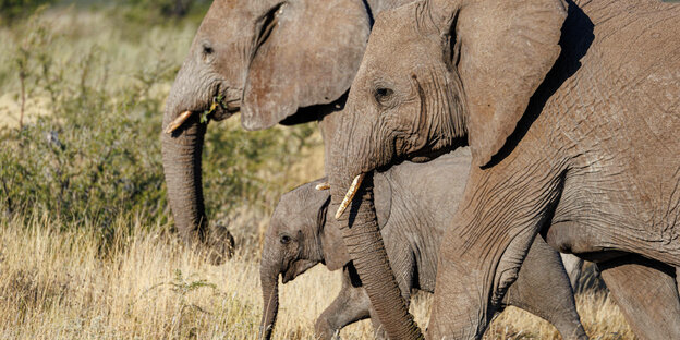 Drei afrikanische Elefanten im Etosha Nationalpark, Namibia