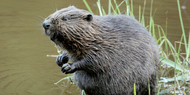 ein Biber sitzt im Wasser