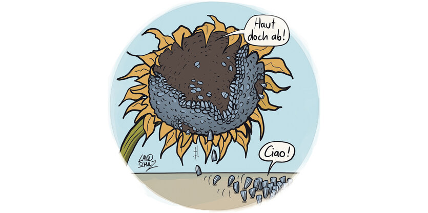 Ein bunter Cartoon, die Sonnenblume sagt zu ihren Kernen: Haut doch ab!, die antworten: Ciao!