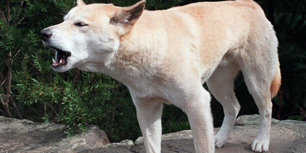 Ein wilder australischer Dingo