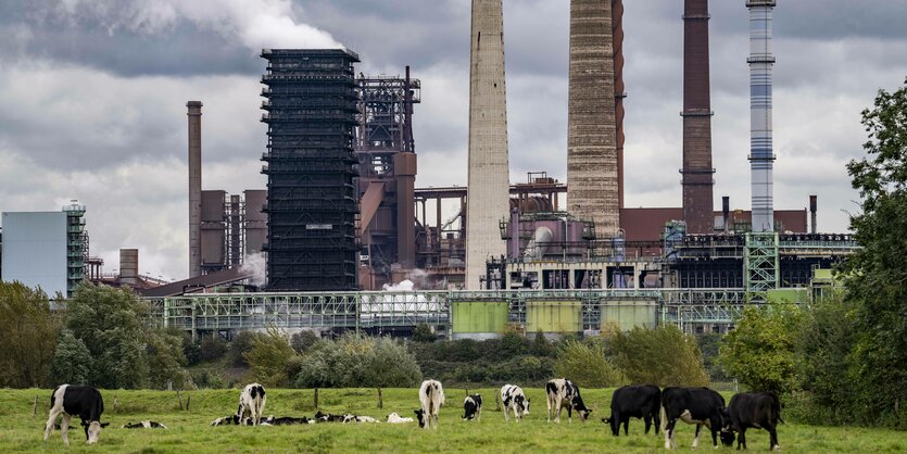 Thyssenkrupp Steel Stahlwerk in Duisburg-Marxloh, davor stehen Kühe auf einer Weide in Homberg-Binsheim