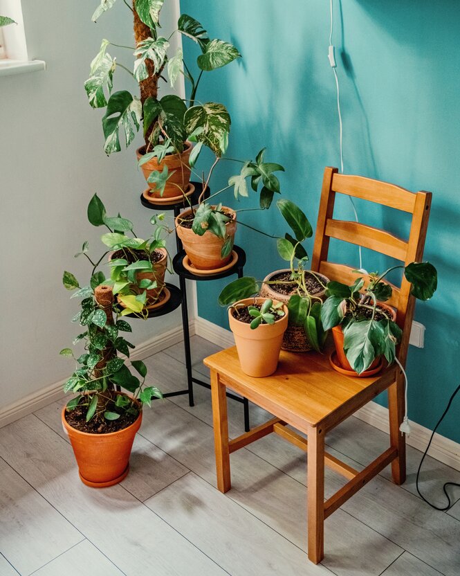 Eine Ecke in einer Wohnung mit Blumen.