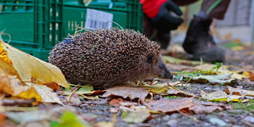 Ein Igel im Herbstlaub