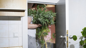 Eine Person mit einer Cannabispflanze in einer Wohnung.